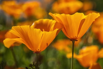 California Poppies, a sign of hope even in a drought.