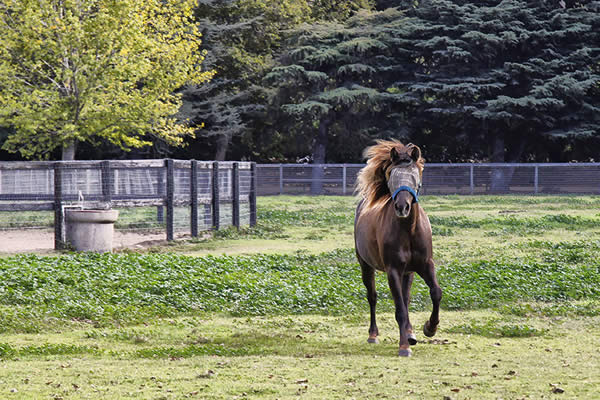 Horse running in pasture